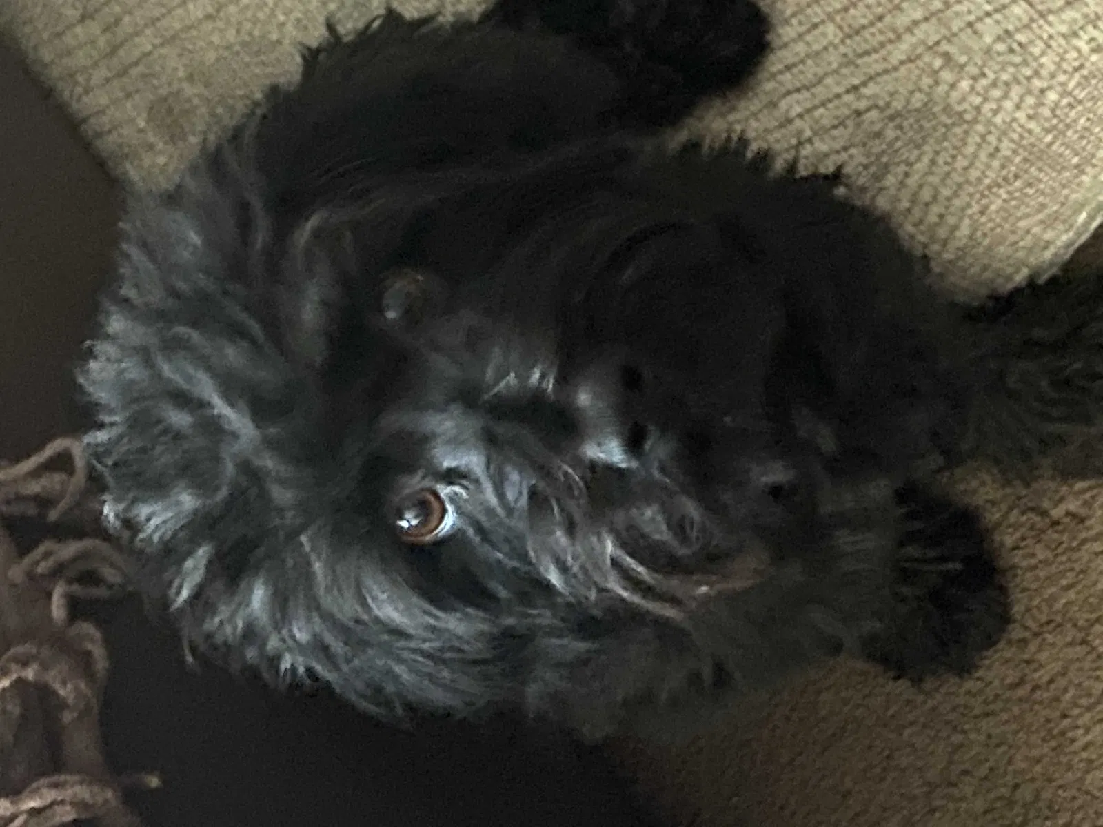 Lost dog in Litchfield Park, AZ, 85340