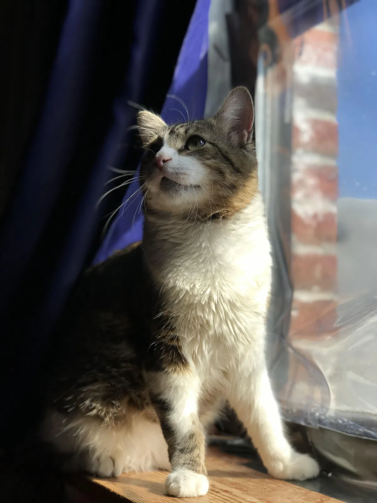 Lost cat in Woodside, NY, 11377