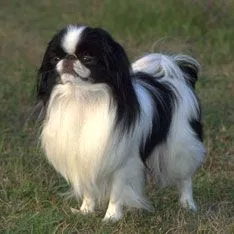 Lost dog in Sacramento, CA, 95826
