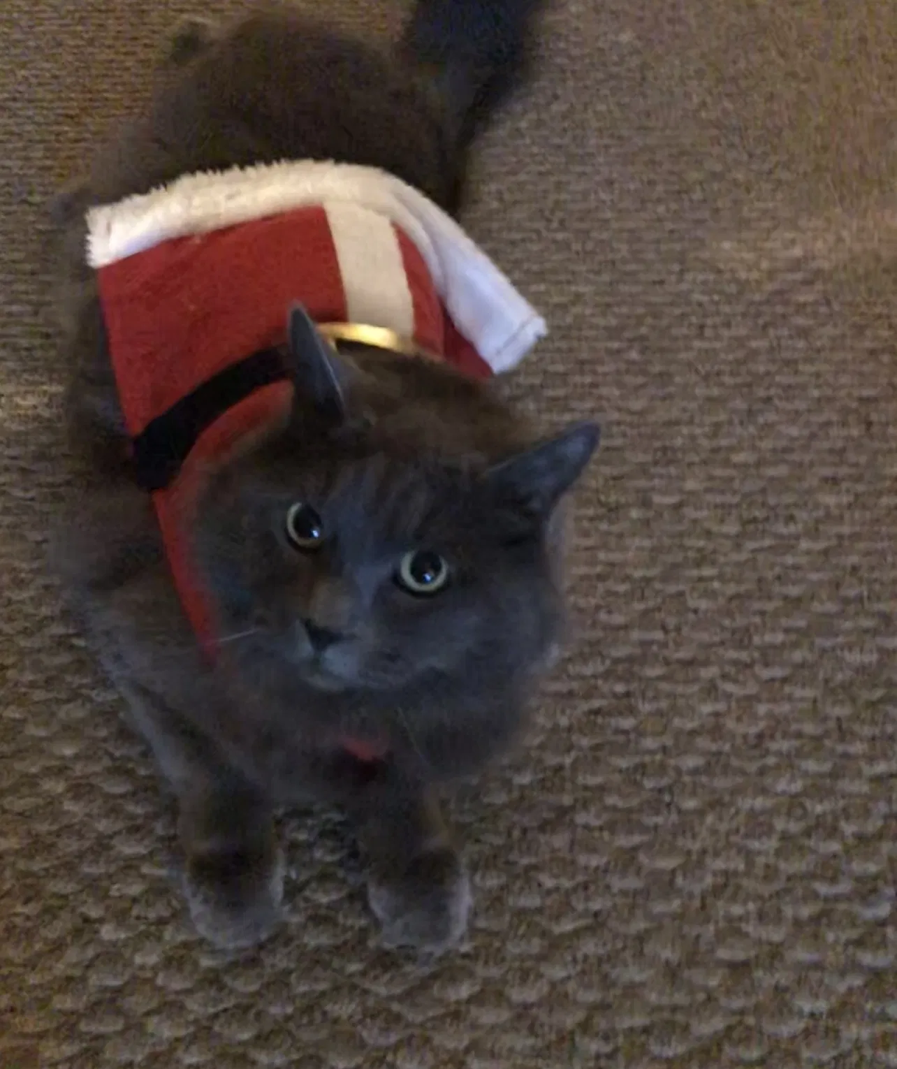 Lost cat in Henderson, NV, 89002
