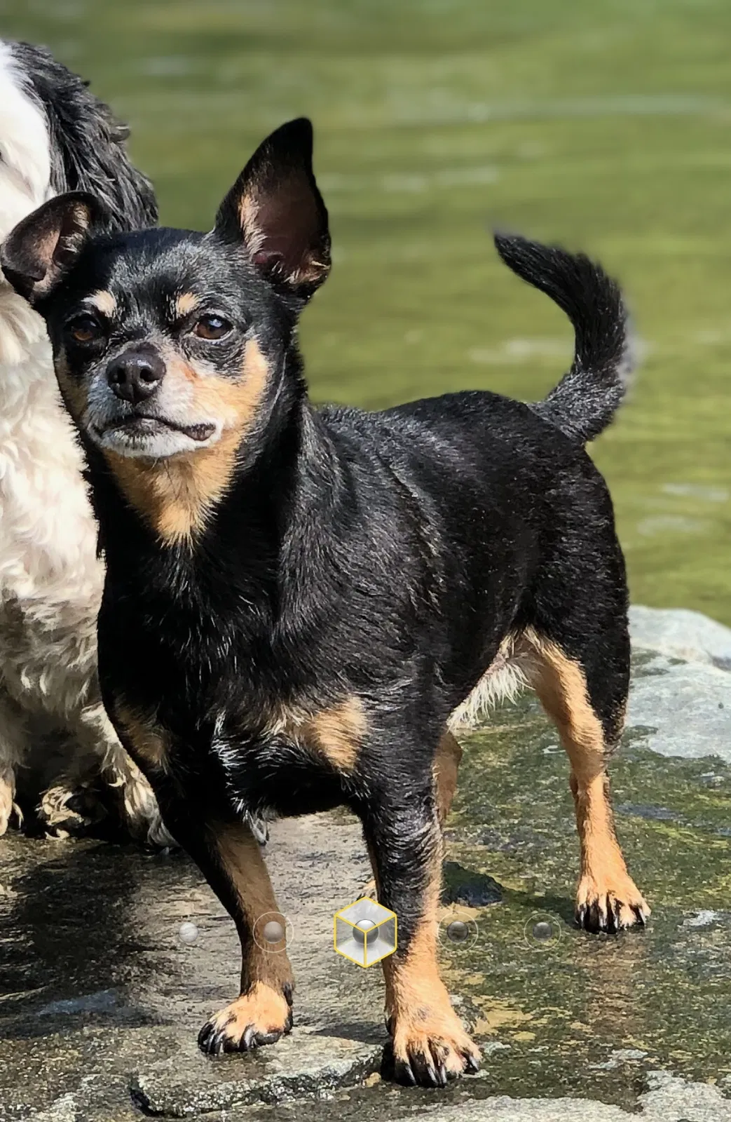Lost dog in Hyattsville, MD, 20783