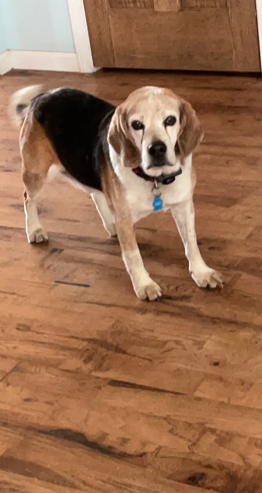 Lost dog in Otter Lake, MI, 48464