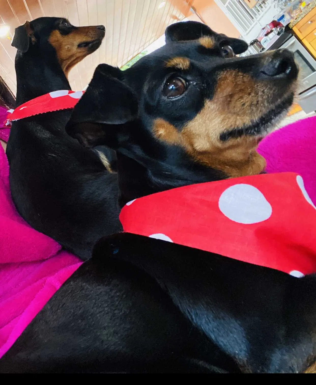 Lost dog in Miami, FL, 33147