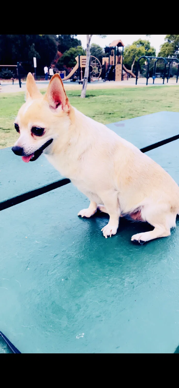 Lost dog in San Diego, CA, 92113