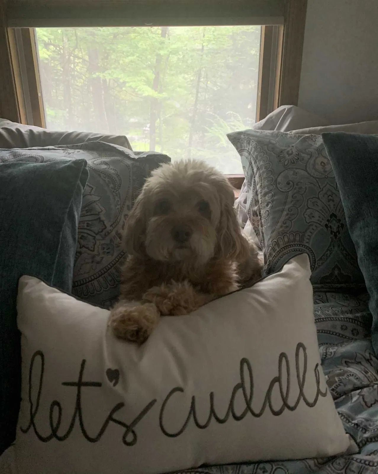 Lost dog in Cresco, PA, 18326