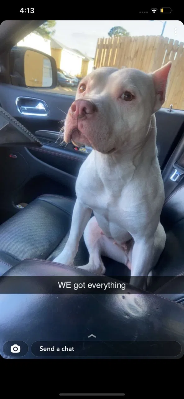 Lost dog in Harvey, LA, 70058