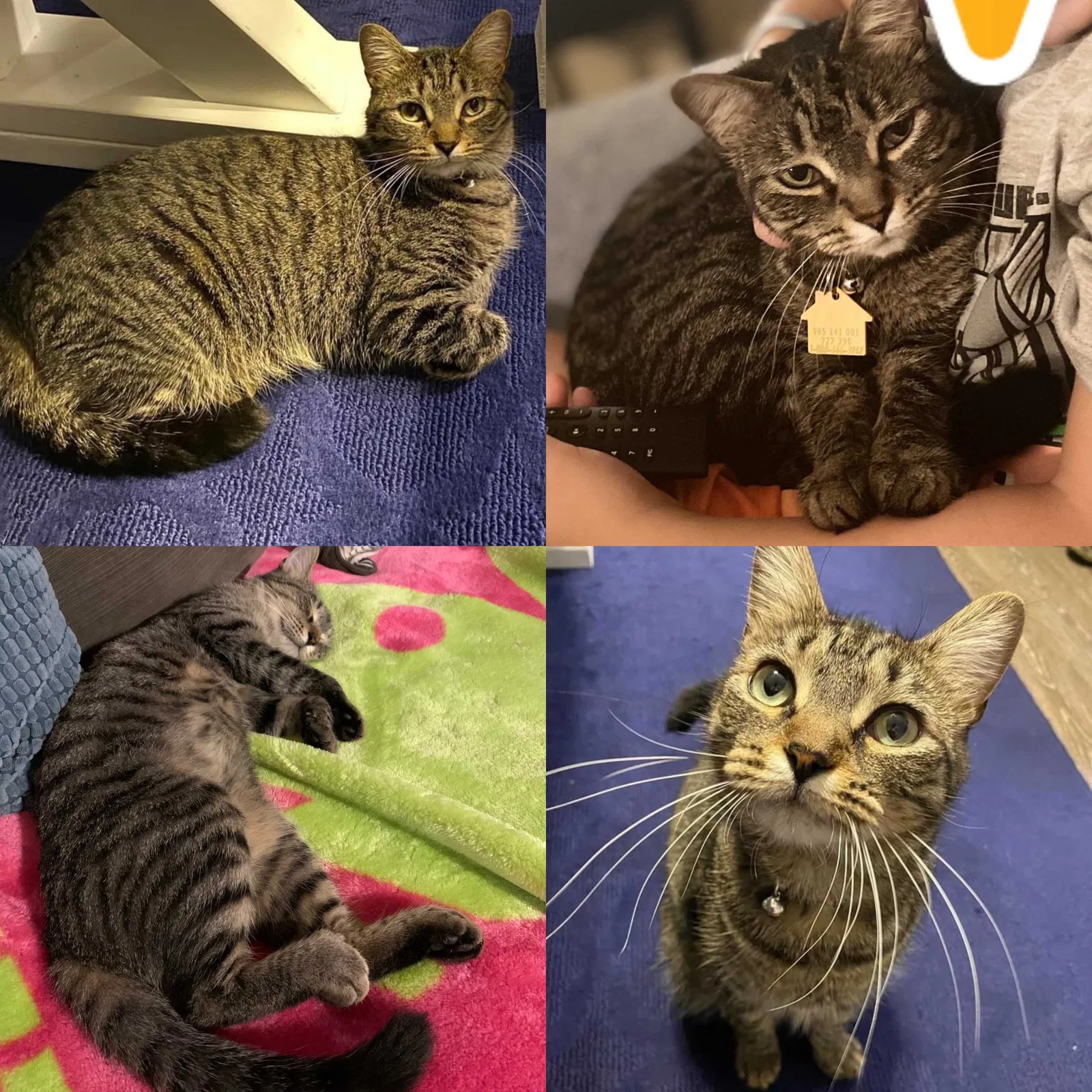 Lost cat in Palm Harbor, FL, 34684