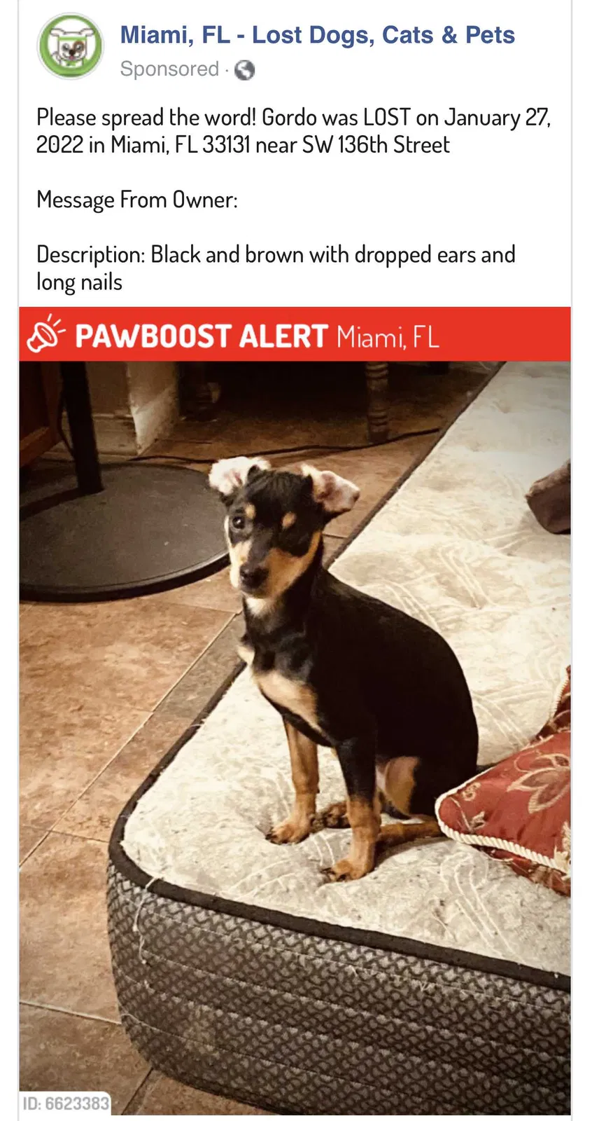Lost dog in Miami, FL, 33187