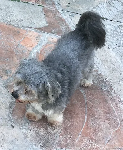 Lost dog in Port Saint Lucie, FL, 34983