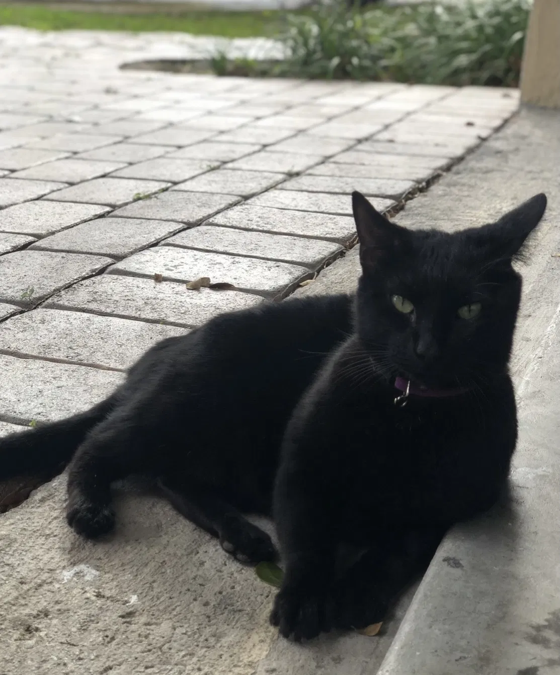 Lost cat in Miami, FL, 33185