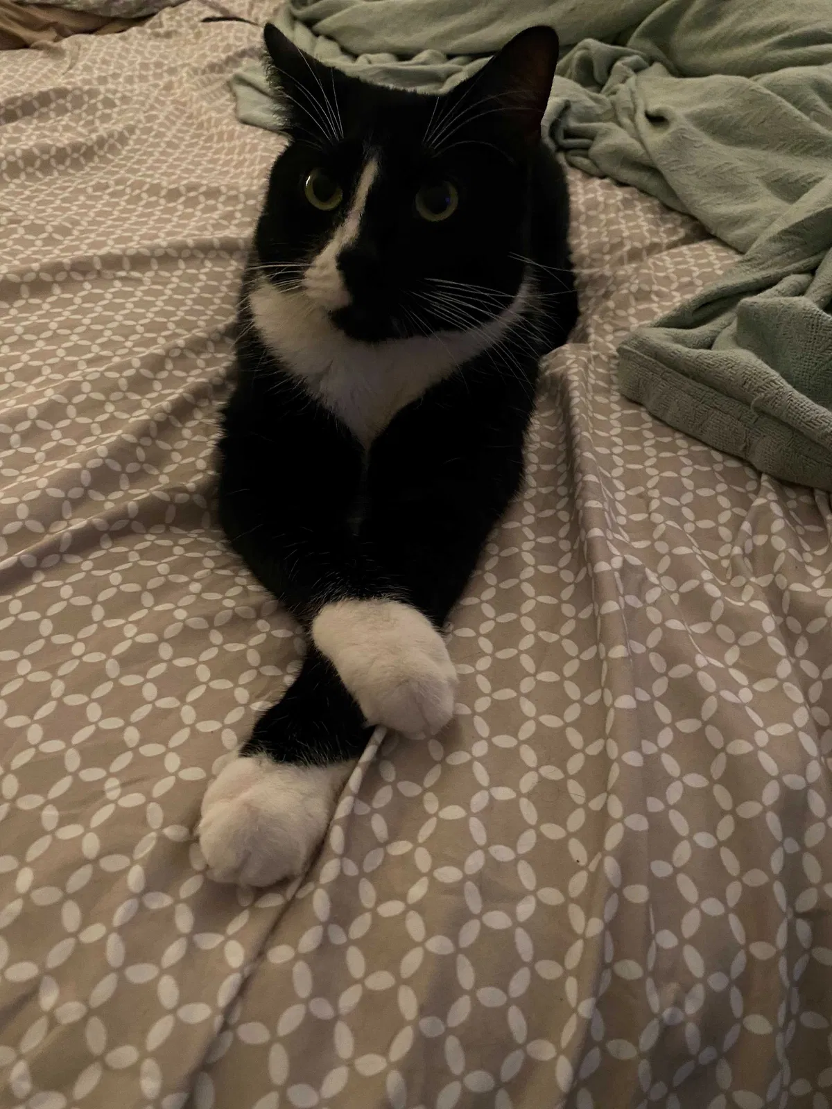 Lost cat in Oldsmar, FL, 34677