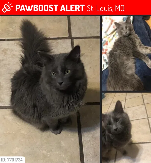 Lost cat in Saint Louis, MO, 63111