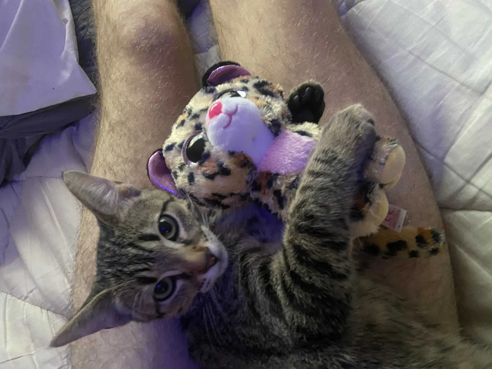 Lost cat in San Marcos, TX, 78666