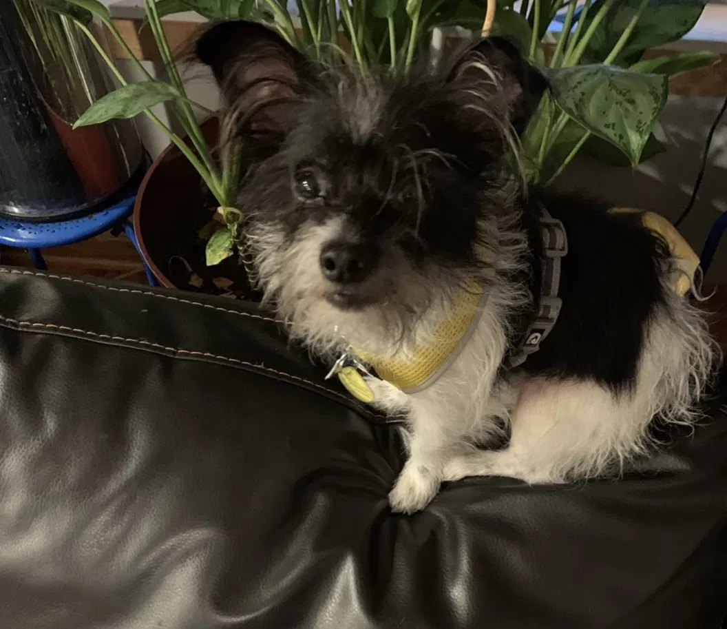 Lost dog in Chicago, IL, 60624