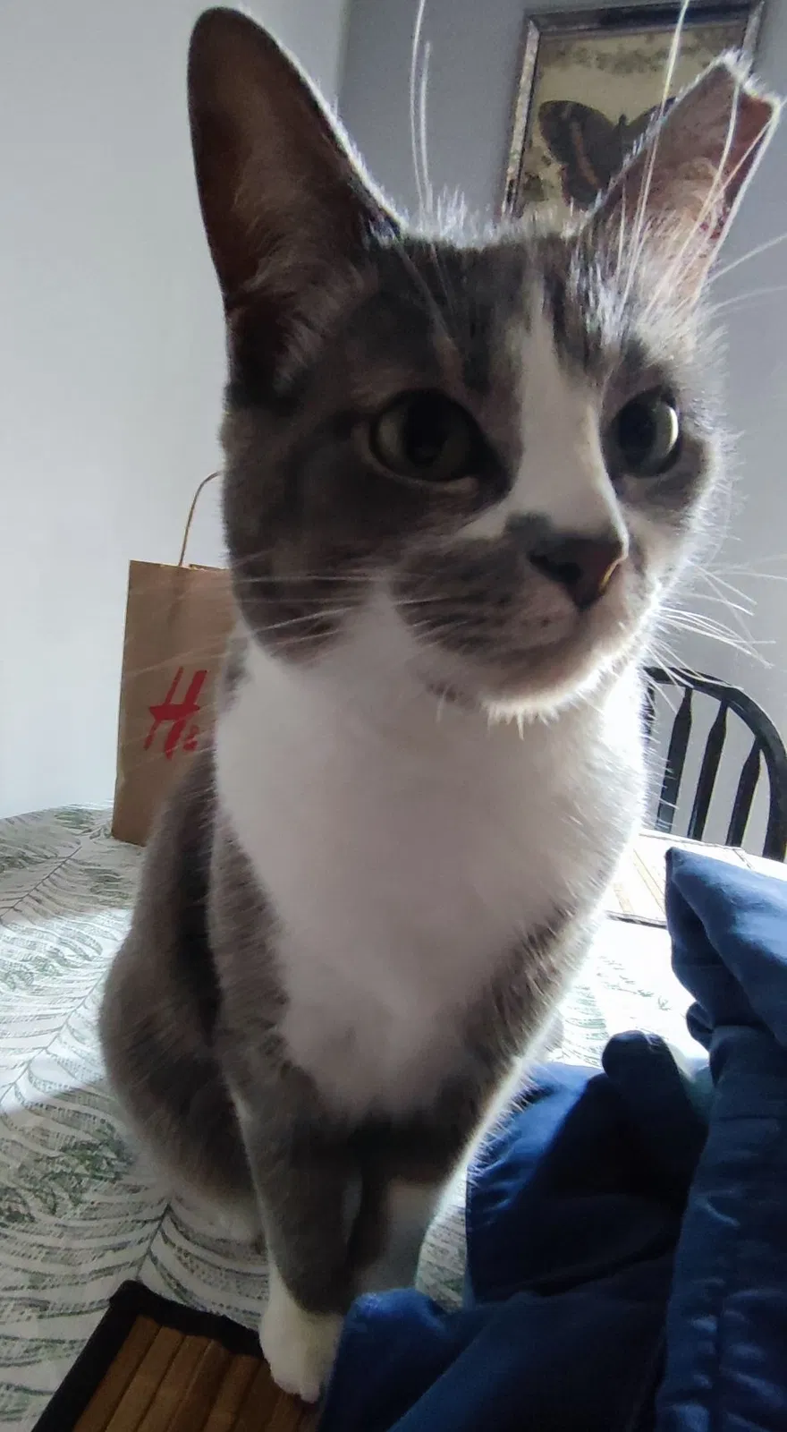 Lost cat in San Antonio, TX, 78250