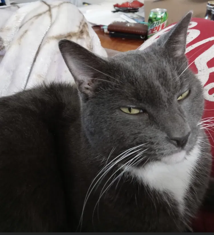 Lost cat in Killeen, TX, 76542