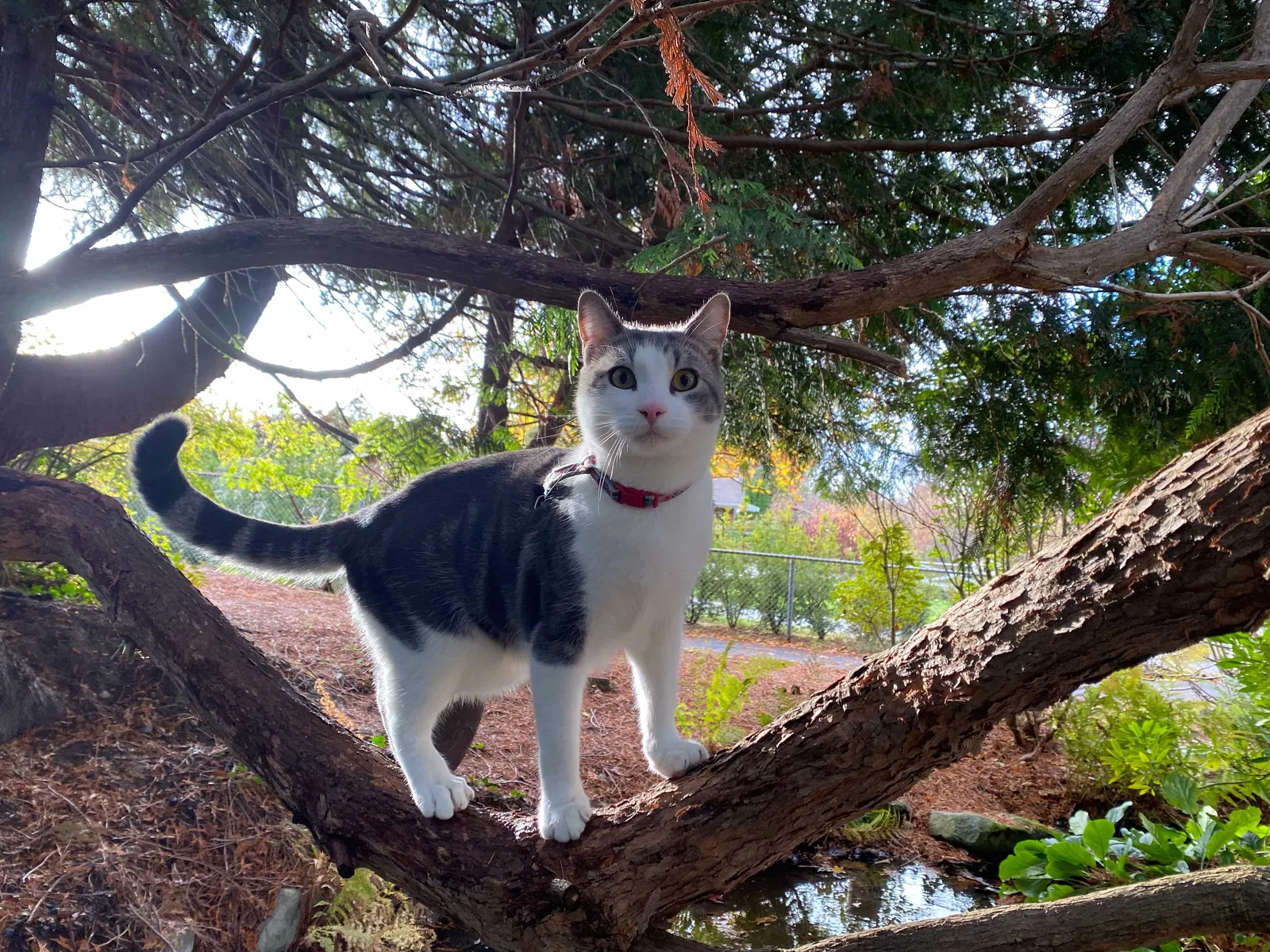 Lost cat in Edmonds, WA, 98020
