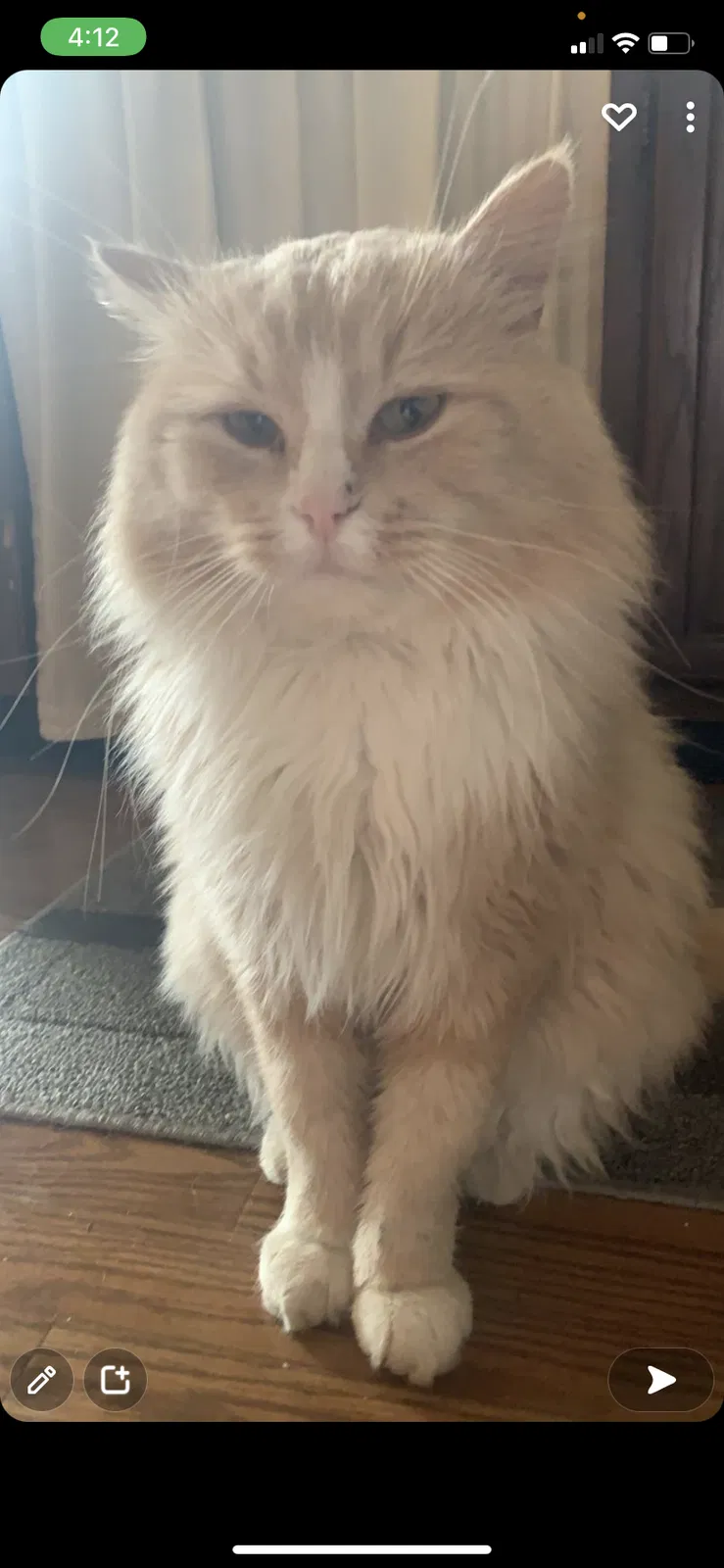 Lost cat in Saint Michael, MN, 55376
