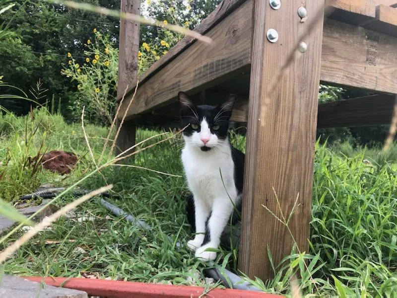 Lost cat in Houston, TX, 77092