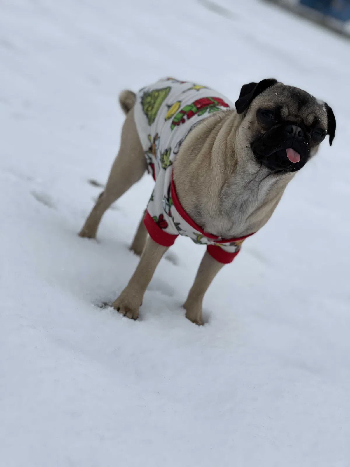 Lost dog in San Antonio, TX, 78237