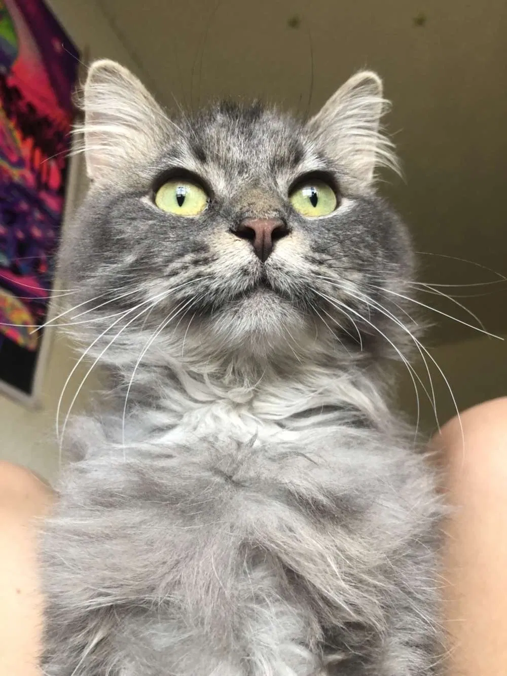 Lost cat in La Vista, NE, 68128