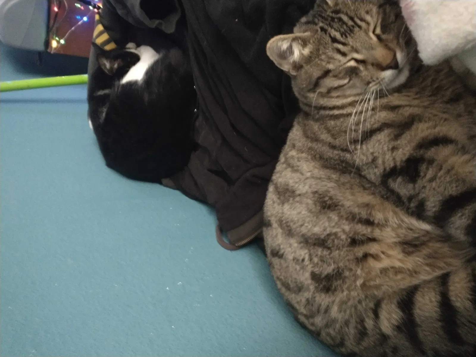 Lost cat in Phoenix, AZ, 85020