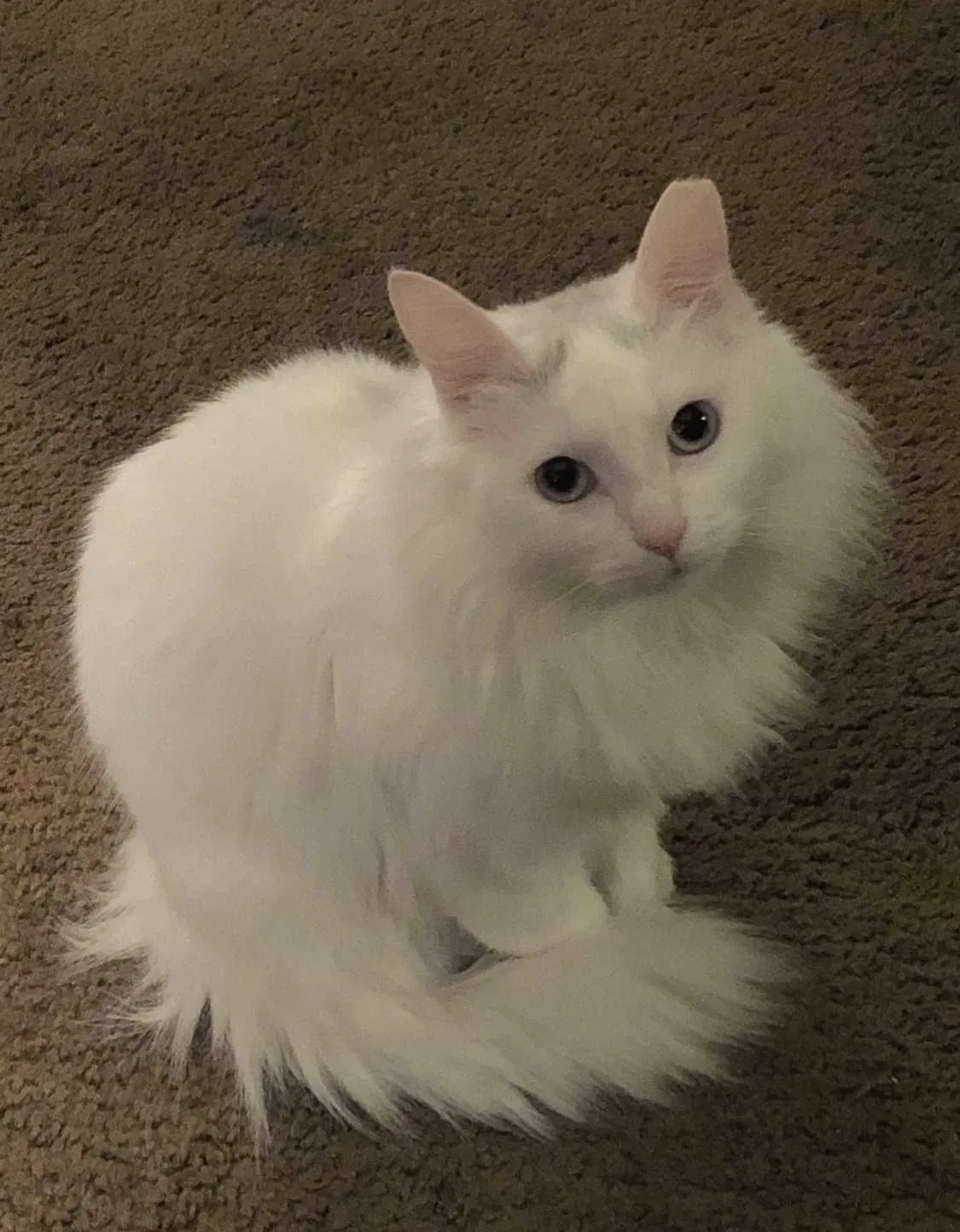 Lost cat in Albuquerque, NM, 87120