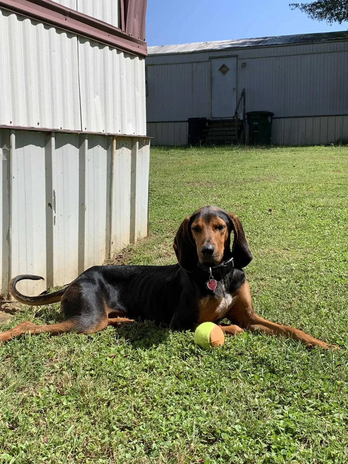 Lost dog in Falkville, AL, 35622