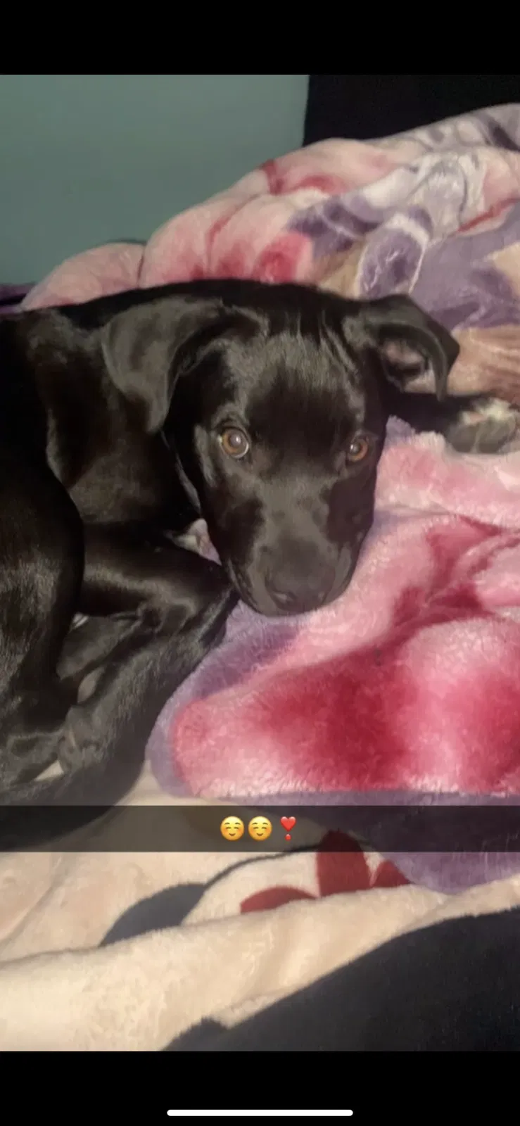Lost dog in Salt Lake City, UT, 84128