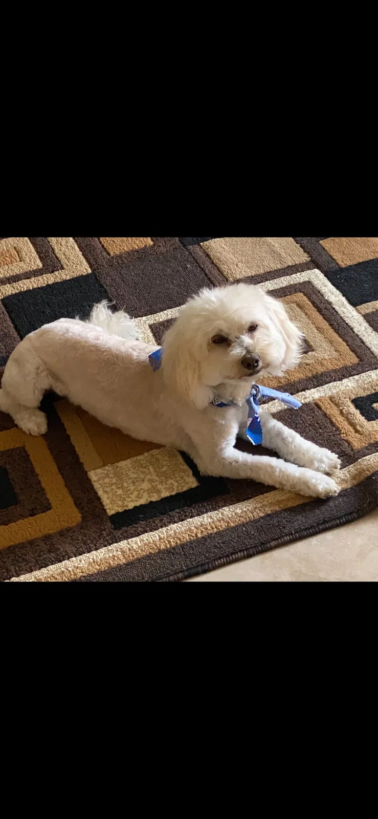 Lost dog in Sylmar, CA, 91342
