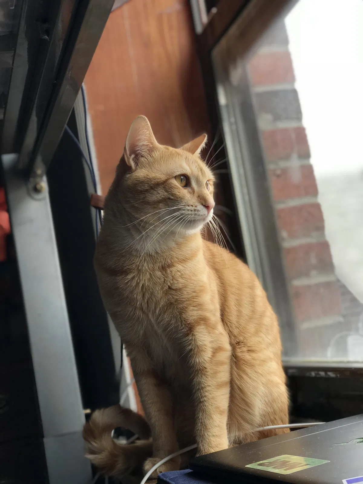 Lost cat in Woodside, NY, 11377