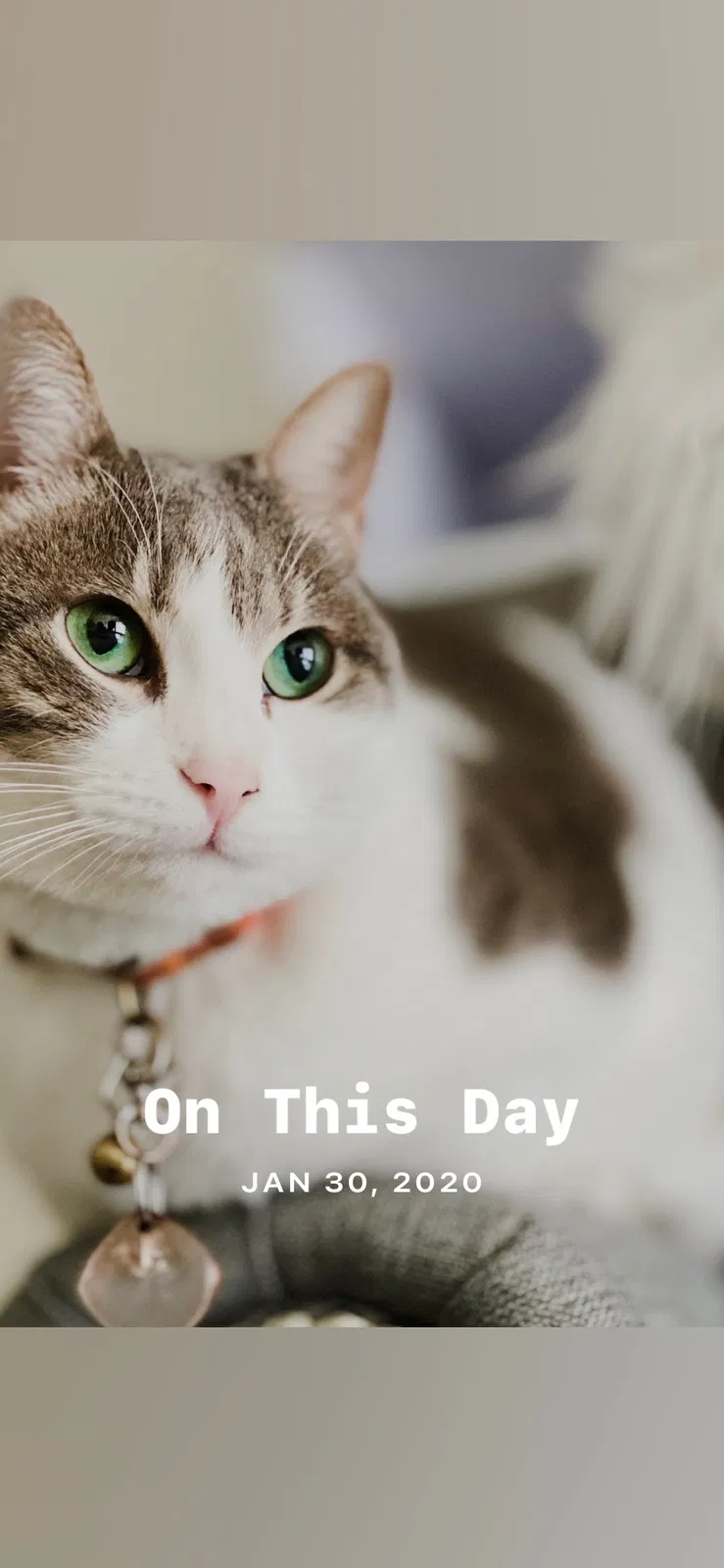 Lost cat in Edwards, CA, 93523