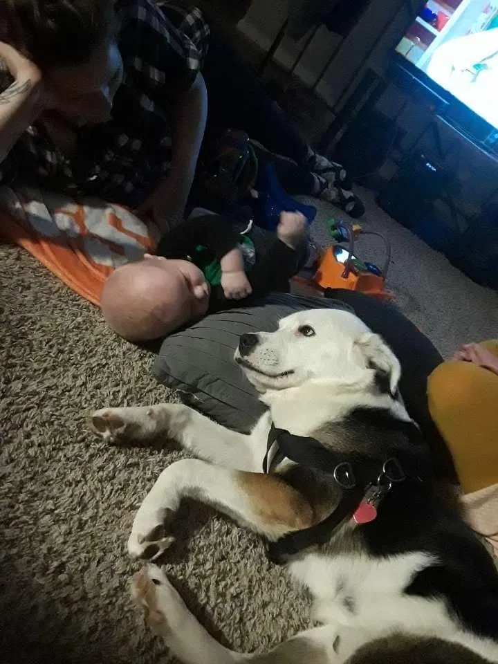 Lost dog in Spartanburg, SC, 29301