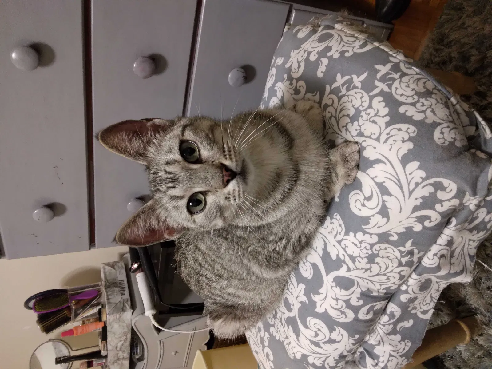 Found cat in Lawton, OK, 73507