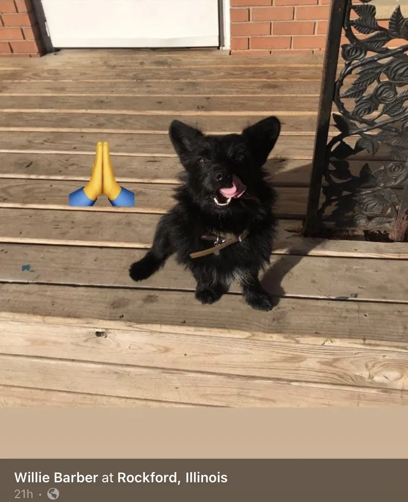 Lost dog in Rockford, IL, 61107