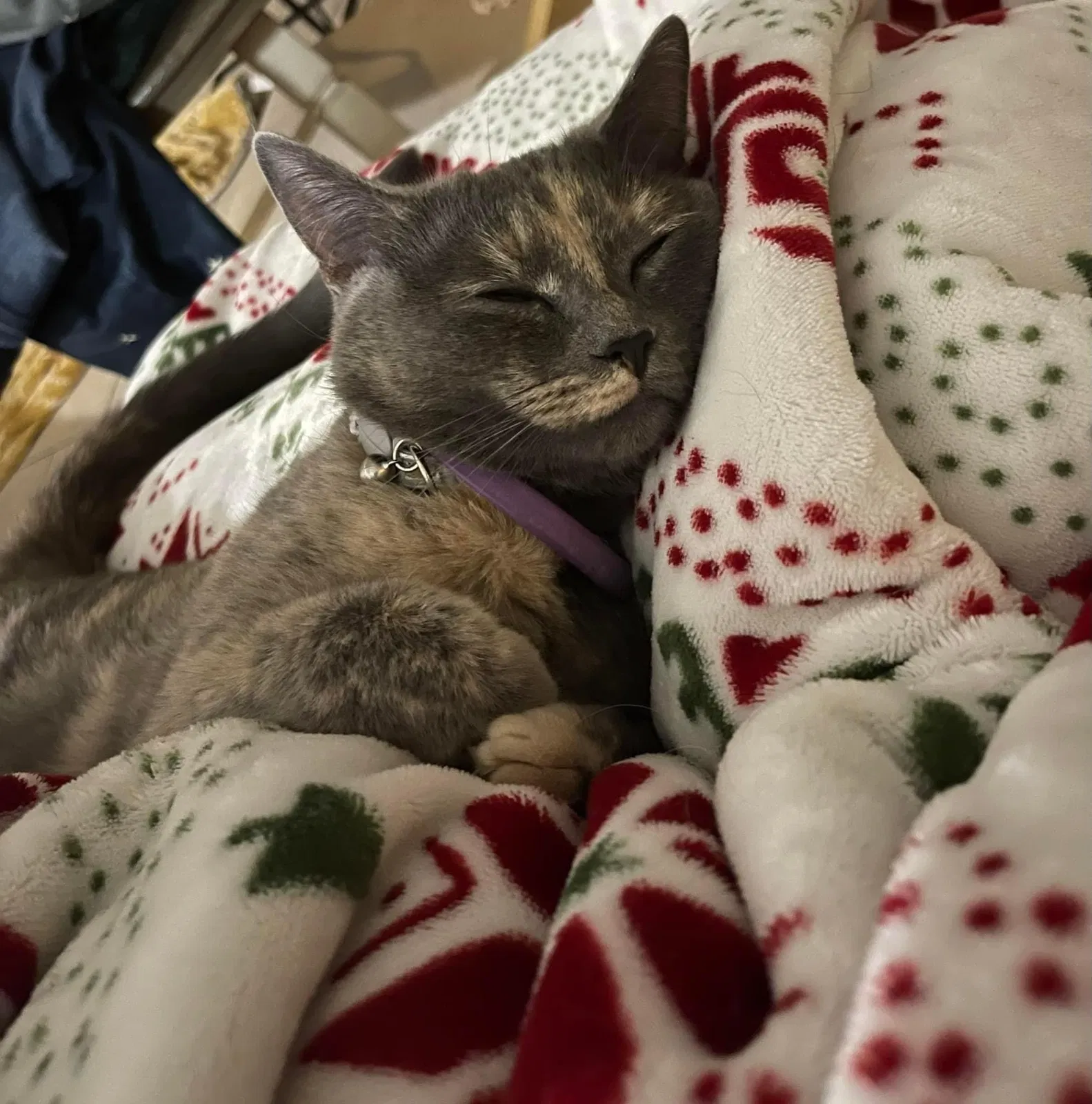 Lost cat in Forney, TX, 75126