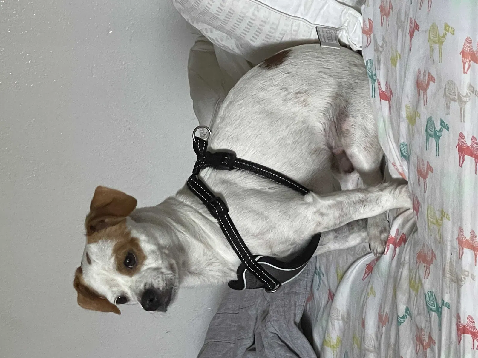 Lost dog in Chula Vista, CA, 91910