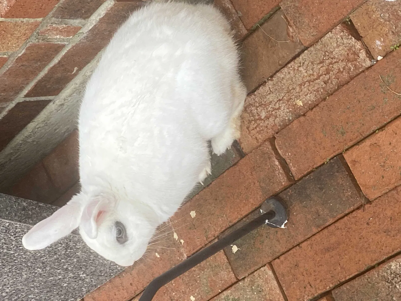 Lost cat in Fort Worth, TX, 76123