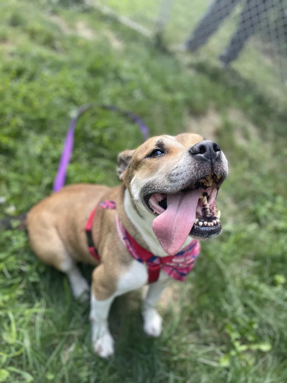 Lost dog in Napanoch, NY, 12458