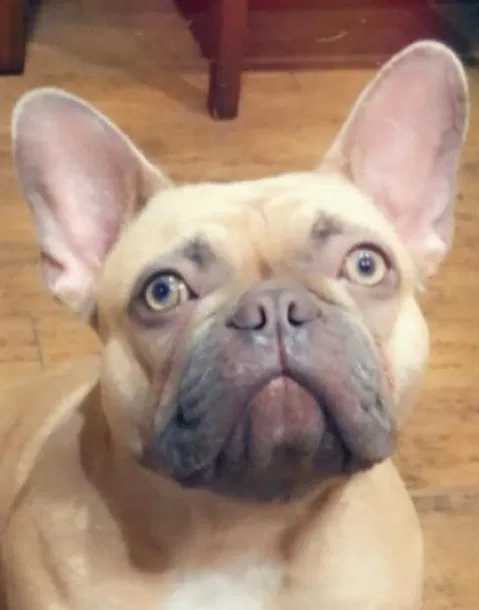 Lost dog in Bakersfield, CA, 93314