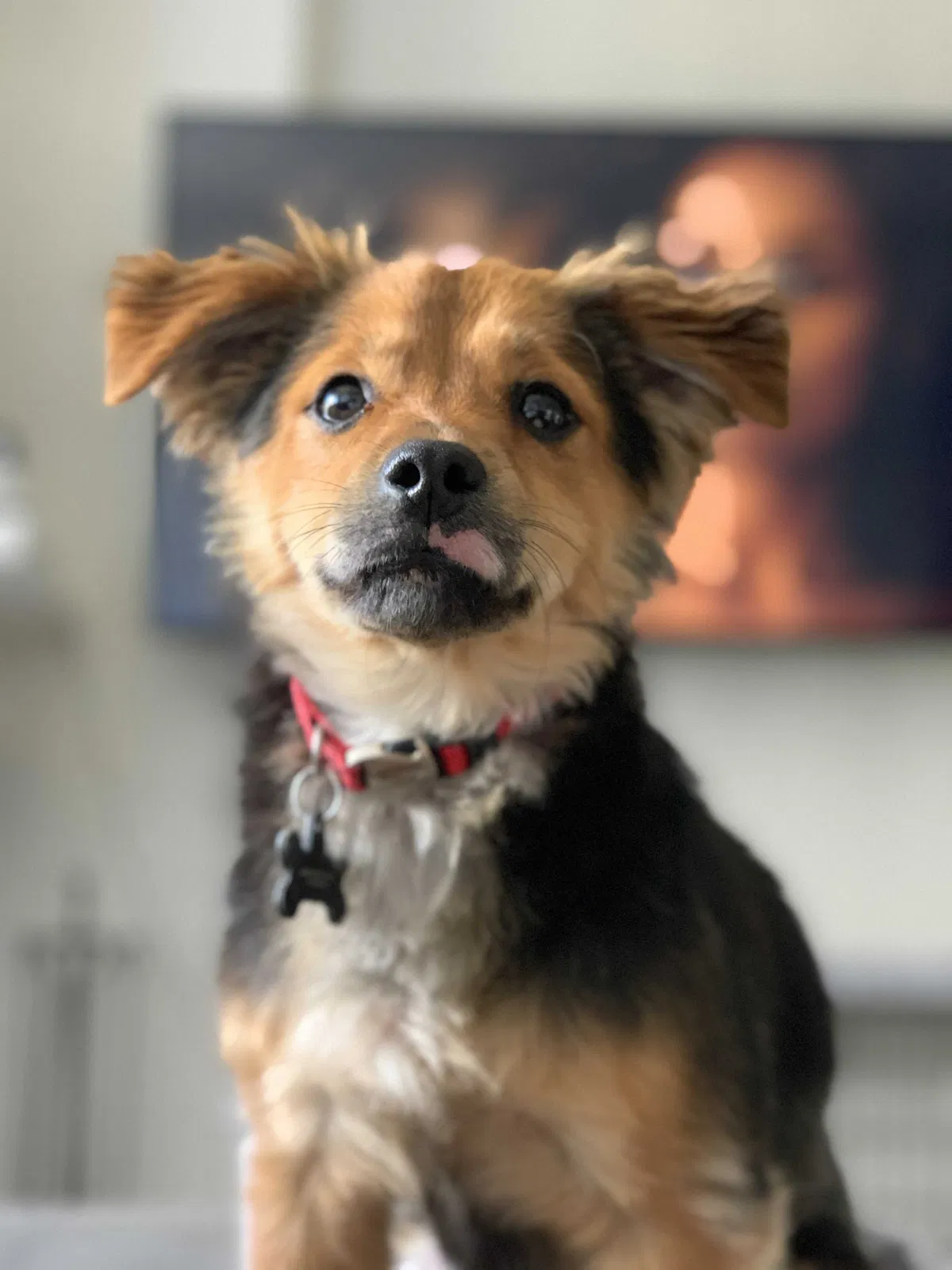 Lost dog in Dallas, TX, 75248