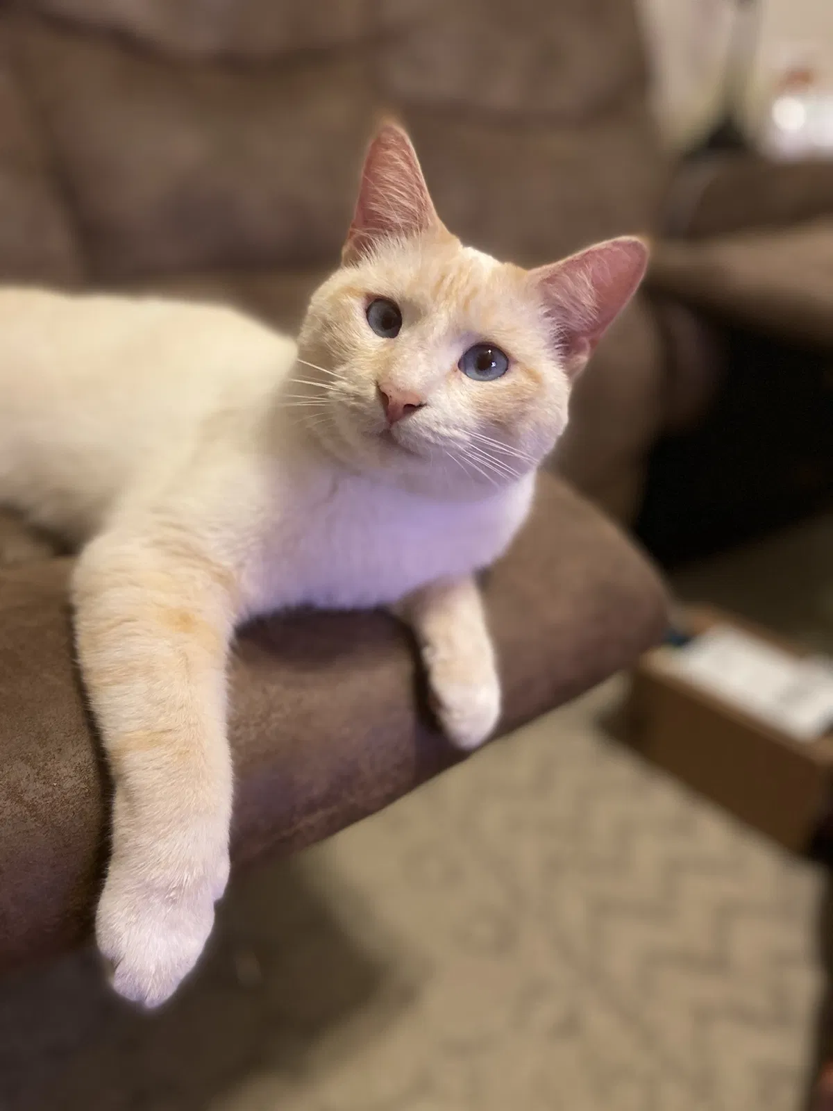 Lost cat in Clarksville, TN, 37042