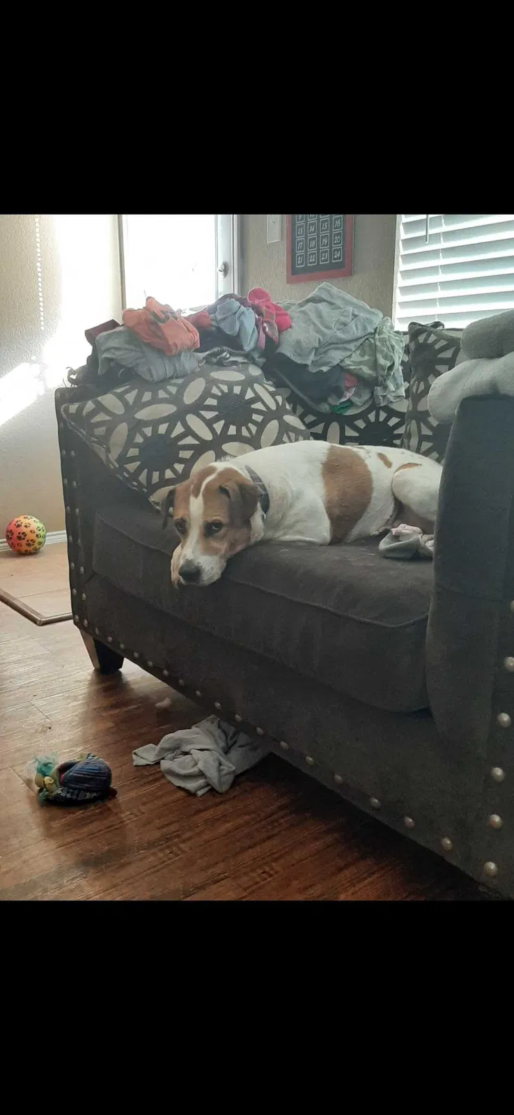 Lost dog in Keller, TX, 76244