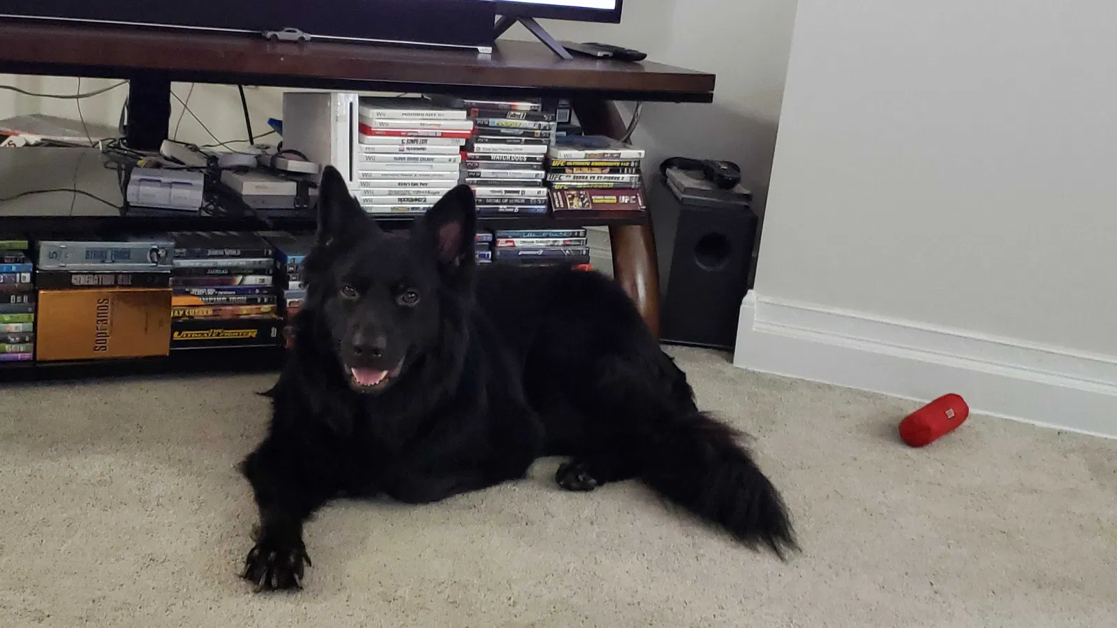 Lost dog in New Salem, PA, 15468