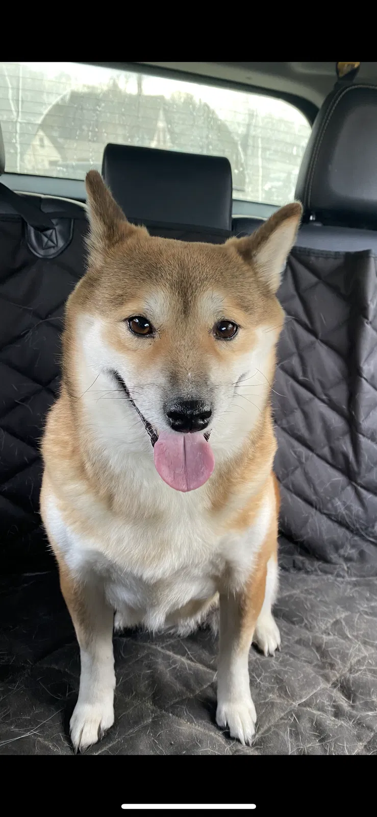 Lost dog in Shrewsbury, MA, 1545