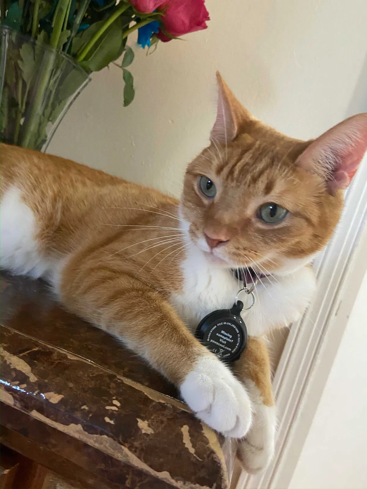 Lost cat in Lake Worth, FL, 33460