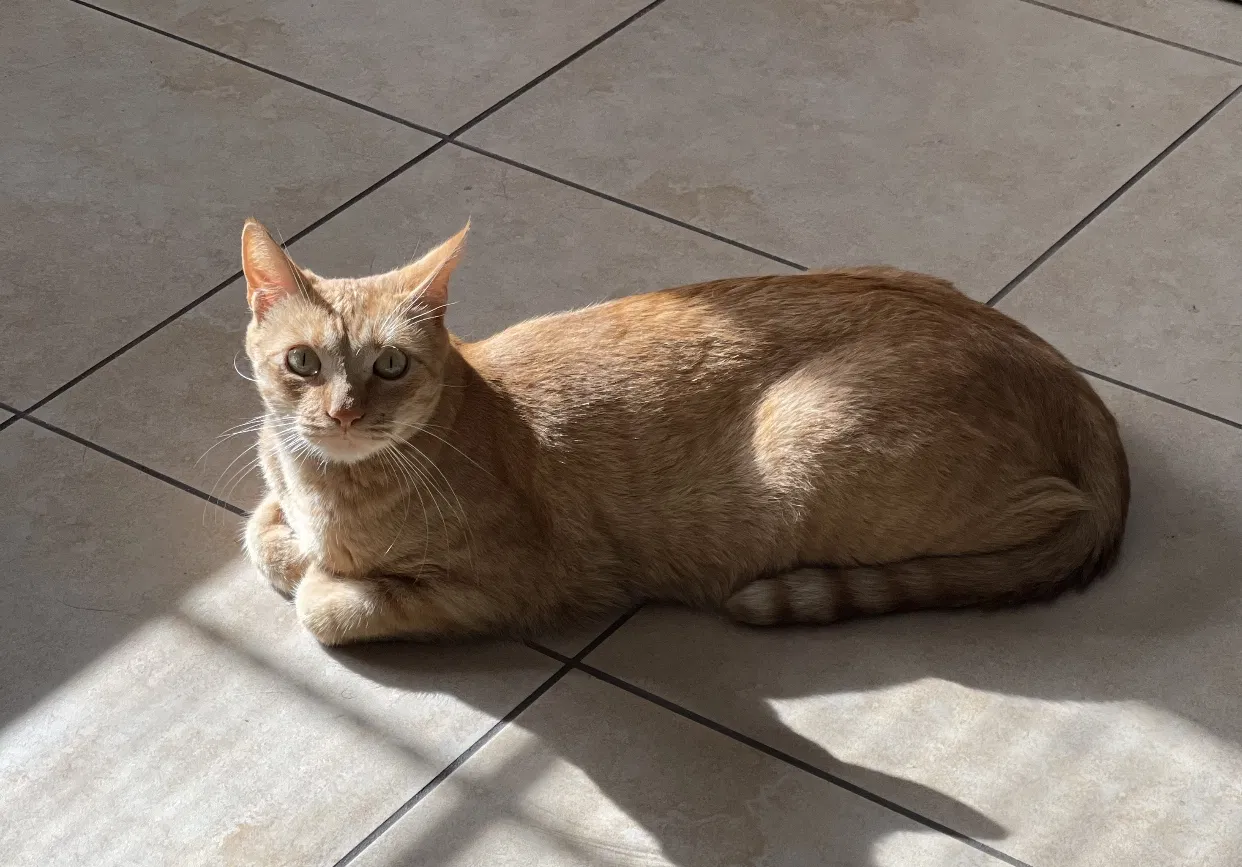 Lost cat in Whittier, CA, 90602