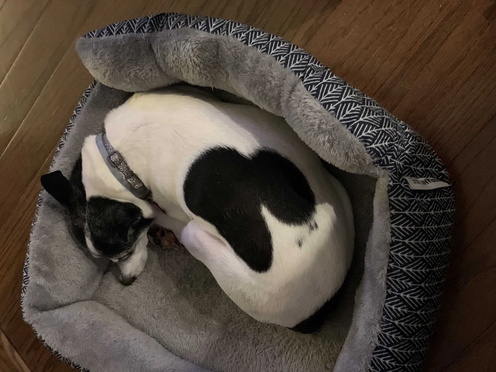 Lost dog in Melbourne, FL, 32935
