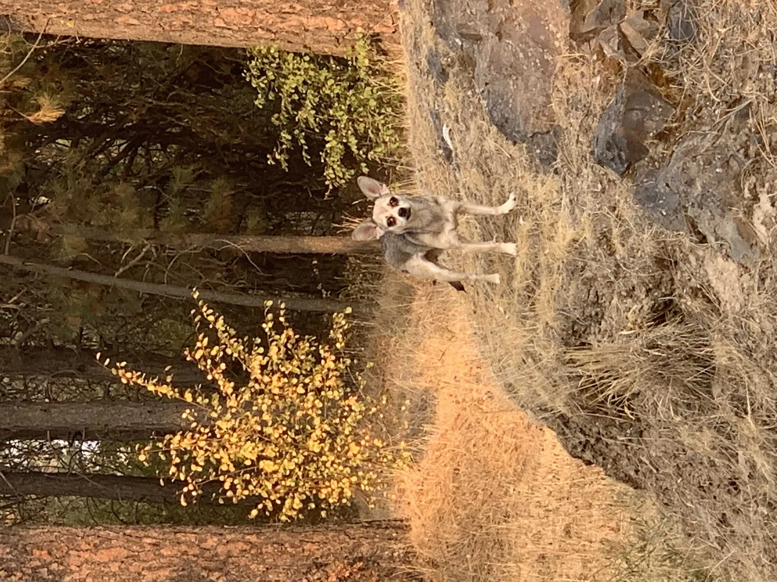 Lost dog in Liberty Lake, WA, 99019