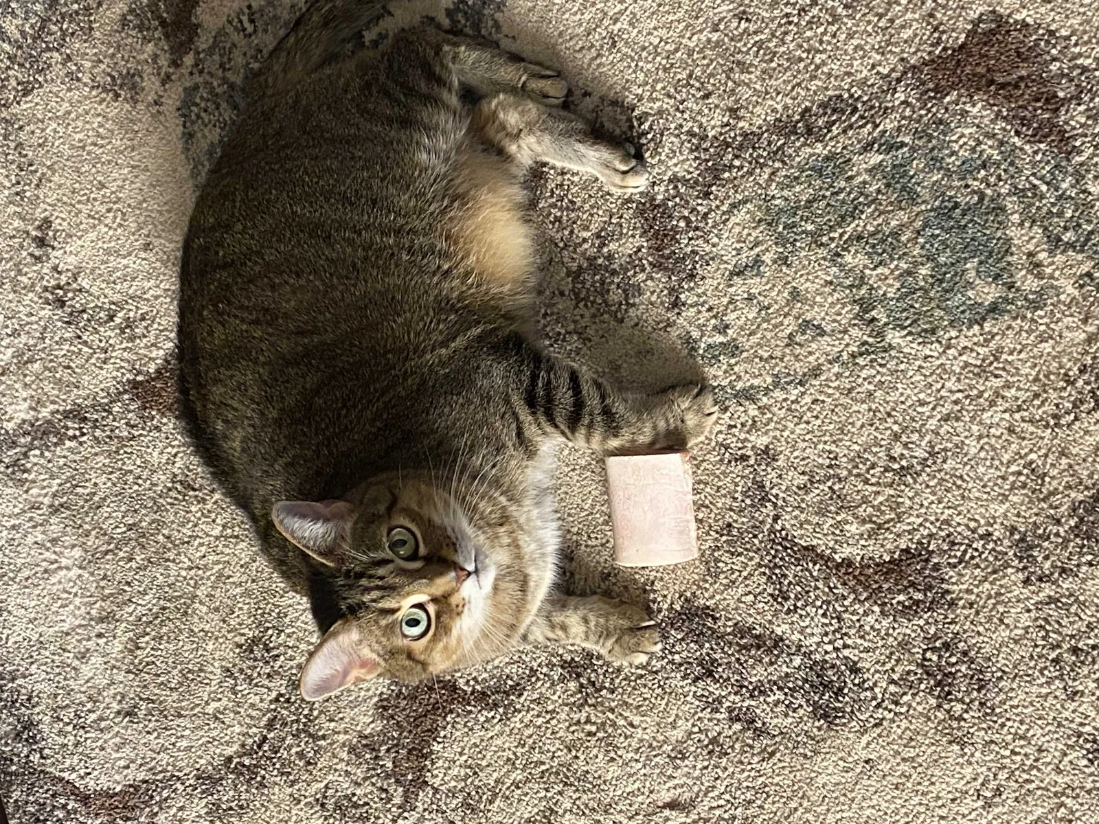 Lost cat in North Royalton, OH, 44133